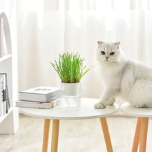 Load image into Gallery viewer, MICHU MAYITWILL All in One Soil Free Cat Grass Grow Kit
