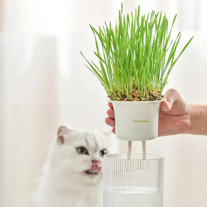 MICHU MAYITWILL All in One Soil Free Cat Grass Grow Kit