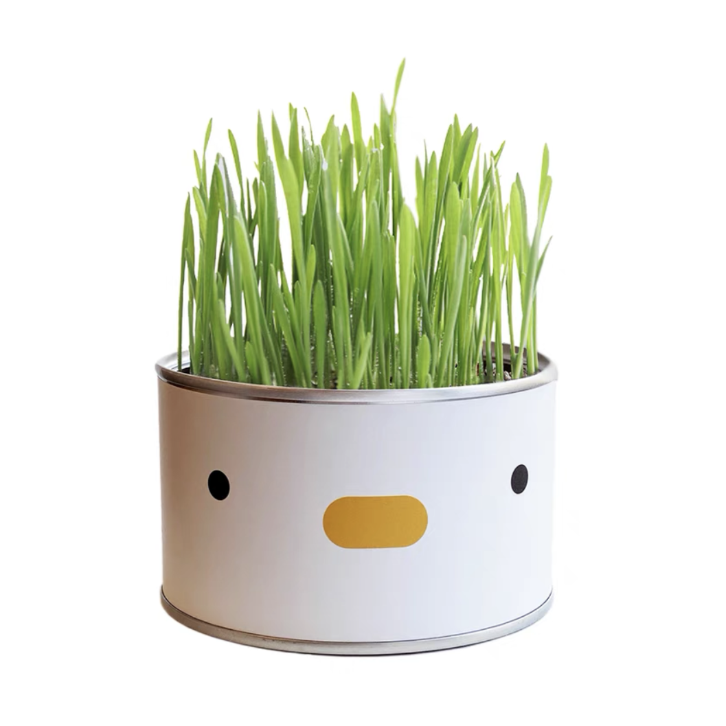 PURROOM Chick Canned Cat Grass