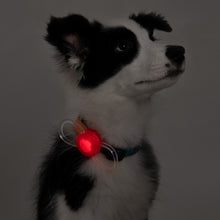 Load image into Gallery viewer, PIDAN Dogs Infinite Safety Light
