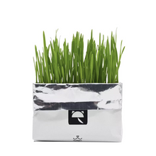 Load image into Gallery viewer, VETRESKA Soilless Cat Grass (Oatgrass)

