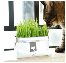 Load image into Gallery viewer, VETRESKA Soilless Cat Grass (Ryegrass)
