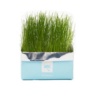 VETRESKA Soilless Cat Grass (Ryegrass)