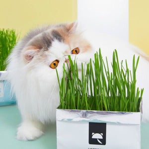 VETRESKA Soilless Cat Grass (Oatgrass)