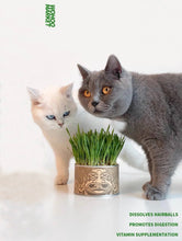 Load image into Gallery viewer, WOHOO MARKET Vibrant Cat Grass Growing Kit

