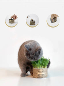 WOHOO MARKET Vibrant Cat Grass Growing Kit