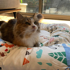 FLUFFURRY Cushion Pet Bed